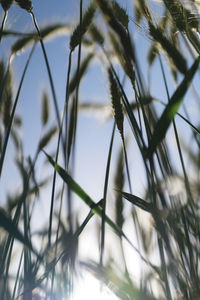 Close-up of grass on field against sky