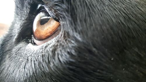 Close-up portrait of owl