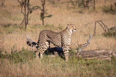 Cheetah standing on field in zoo