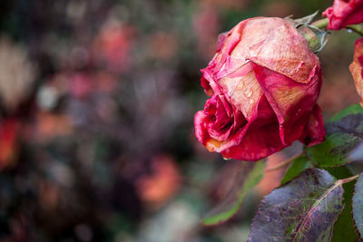 Close-up of dried rose against blurred background