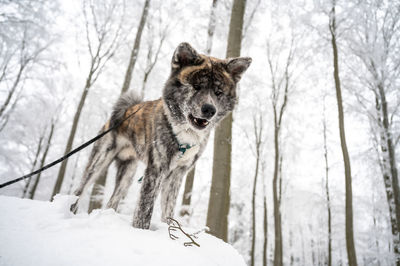 Close-up of dog on snow covered field