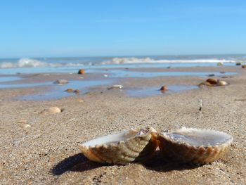 Seashells on beach against sky