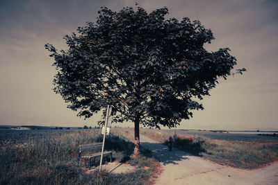 Tree on field against sky during sunset