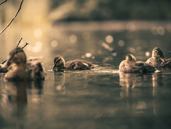 Close-up of ducks swimming in lake