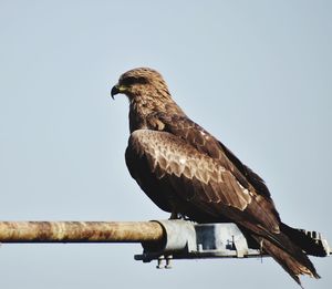 Low angle view of eagle perching on wood against clear sky