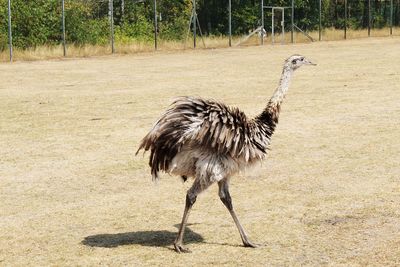 Bird standing in a field