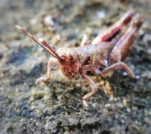 Close-up of insect on rock