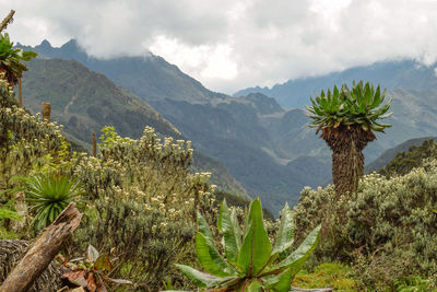 High altitude plants ants and mountains against sky at rwenzori mountains 