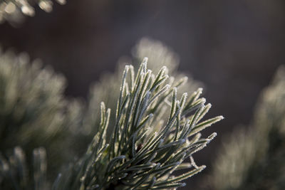 Close-up of frozen plant