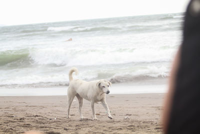 Dog on beach