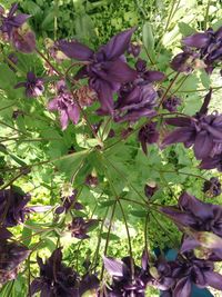 Close-up of purple flowering plants in garden