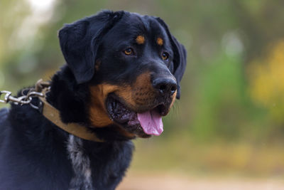 Close-up of dog looking away