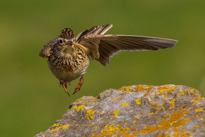 Close-up of bird flying