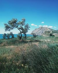 Scenic view of field against clear blue sky