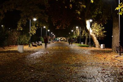 Illuminated trees at night