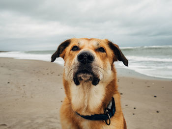 Portrait of dog on beach