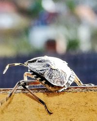 Close-up of grasshopper