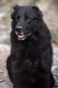 Portrait of black dog