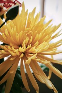 Close-up of yellow flowering plant