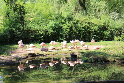 Birds on grass by trees against plants