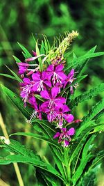 Close-up of purple flowers blooming outdoors