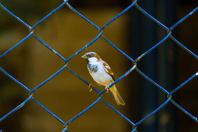 Close-up of bird perching on chainlink fence