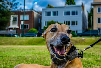 Dog on grass