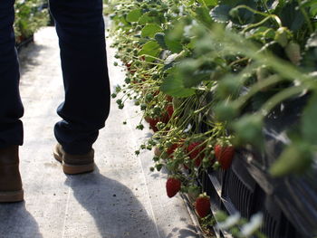 Low section of man standing by potted plants