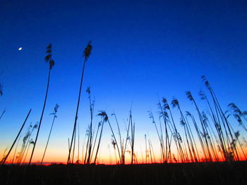 Low angle view of silhouette plants on field against clear sky