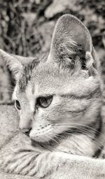 Close-up of a cat looking away