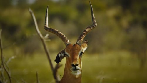 Close-up of impala against blurred background