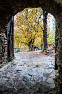 Trees in park during autumn