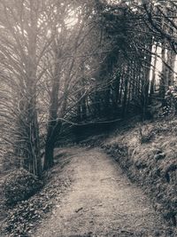 Bare trees on footpath