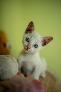 Close-up portrait of kitten