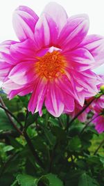 Close-up of pink flower