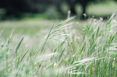 Close-up of crops growing on field