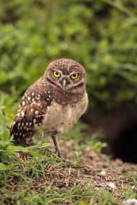 Adult burrowing owl athene cunicularia perched outside its burrow on marco island, florida