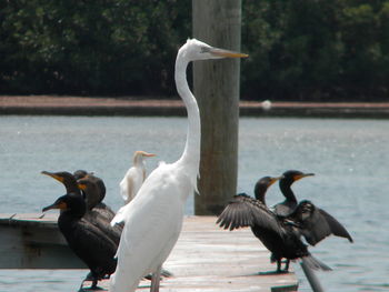 Swans on lake