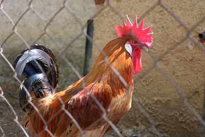 Close-up of rooster