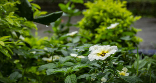 Close-up of white flowering plant