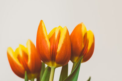 Close-up of yellow tulips against white background