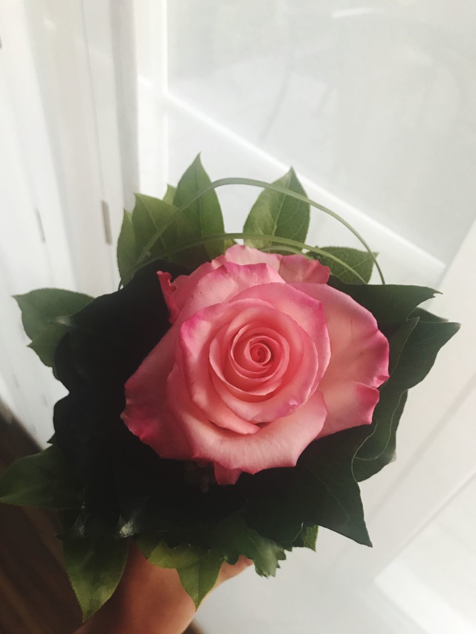 rose, rose - flower, flower, beauty in nature, flowering plant, flower head, plant, close-up, freshness, petal, vulnerability, nature, inflorescence, leaf, plant part, fragility, pink color, high angle view, indoors, no people, flower arrangement, bouquet