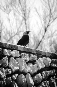 Close-up of bird perching on stone wall