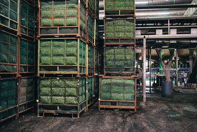 Boxes with fresh green plants placed in huge shabby warehouse in industrial area of factory