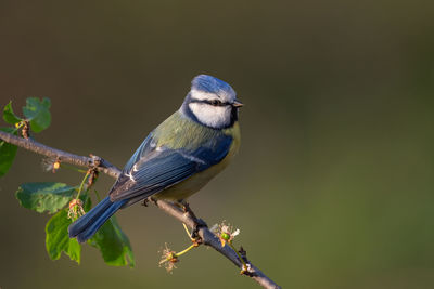 Close-up of bird perching on branch