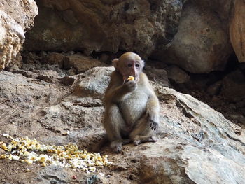 Monkey on stone wall