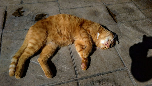 High angle view of cat on footpath