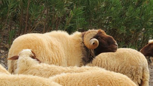 Close-up of sheep