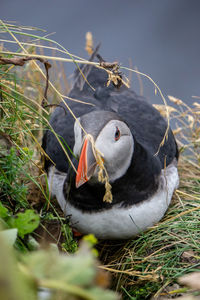 Close-up of birds in nest