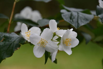 Close-up of white flowering plant